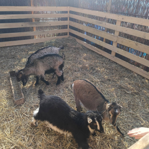 Wycieczka klas 1-3 do Wioski Wielkanocnej w Bratkowicach