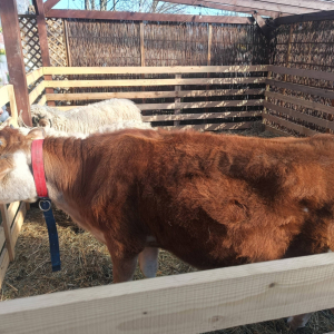 Wycieczka klas 1-3 do Wioski Wielkanocnej w Bratkowicach