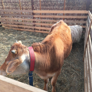 Wycieczka klas 1-3 do Wioski Wielkanocnej w Bratkowicach