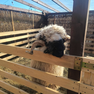 Wycieczka klas 1-3 do Wioski Wielkanocnej w Bratkowicach