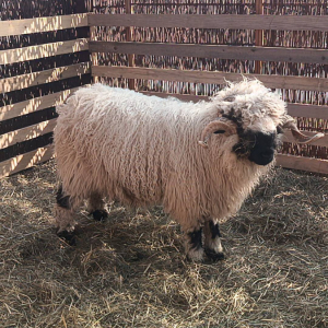 Wycieczka klas 1-3 do Wioski Wielkanocnej w Bratkowicach